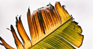 Media_burnout_leaf