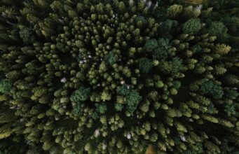 Не пишіть (тільки) про рубки: фейли медіа у лісовій тематиці Карпати (джерело Pexels.com)
